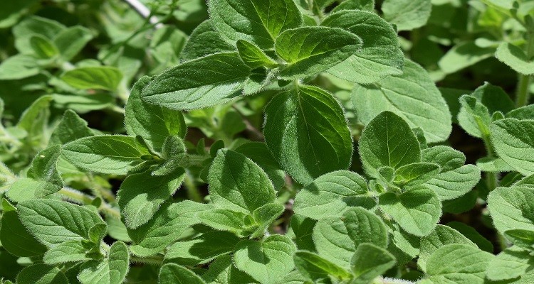 پونه کوهی
