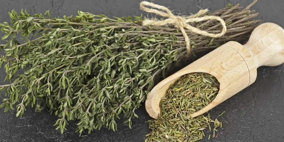 خواص آویشن؛ گیاهی دارویی برای تقویت ایمنی، درمان سرفه و مراقبت پوست، طرز مصرف و موارد منع استفاده