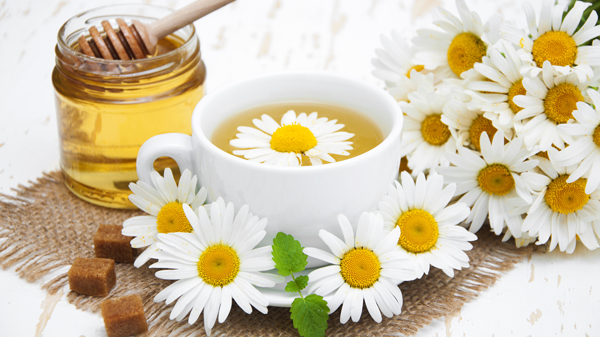 خواص بابونه؛ گیاهی دارویی برای آرامش اعصاب، سلامت پوست و درمان گوارش